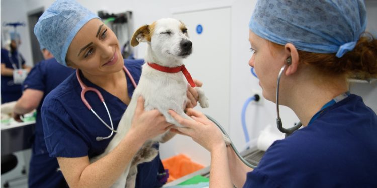 How Hard Is It to Be a Vet Tech?