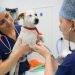 How Hard Is It to Be a Vet Tech?